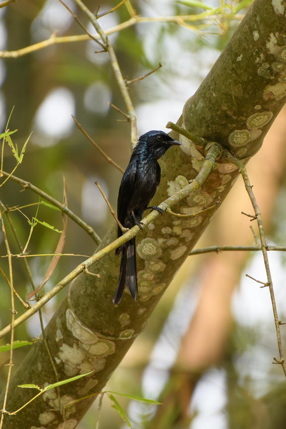 Bronzed Drongo, Cat Tien National Park, Vietnam  Asia,Bronzed drongo,Cat Tien National Park,Dicrurus aeneus,Dong Nai,Geotagged,Spring,Vietnam,Vietnam 2025,Đồng Nai