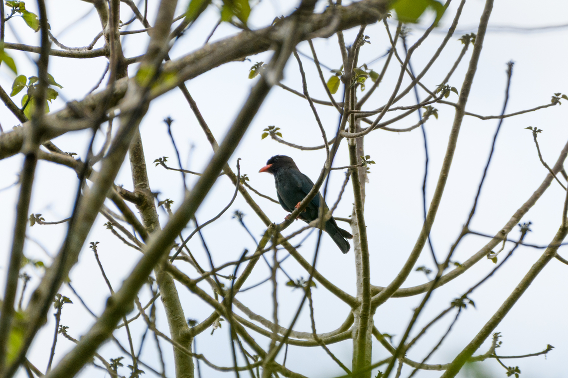 Dollarbird, Cat Tien National Park, Vietnam  Asia,Cat Tien National Park,Dollarbird,Dong Nai,Eurystomus orientalis,Geotagged,Spring,Vietnam,Vietnam 2025,Đồng Nai