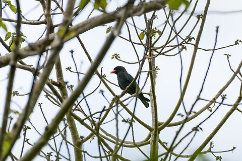 Dollarbird, Cat Tien National Park, Vietnam  Asia,Cat Tien National Park,Dollarbird,Dong Nai,Eurystomus orientalis,Geotagged,Spring,Vietnam,Vietnam 2025,Đồng Nai