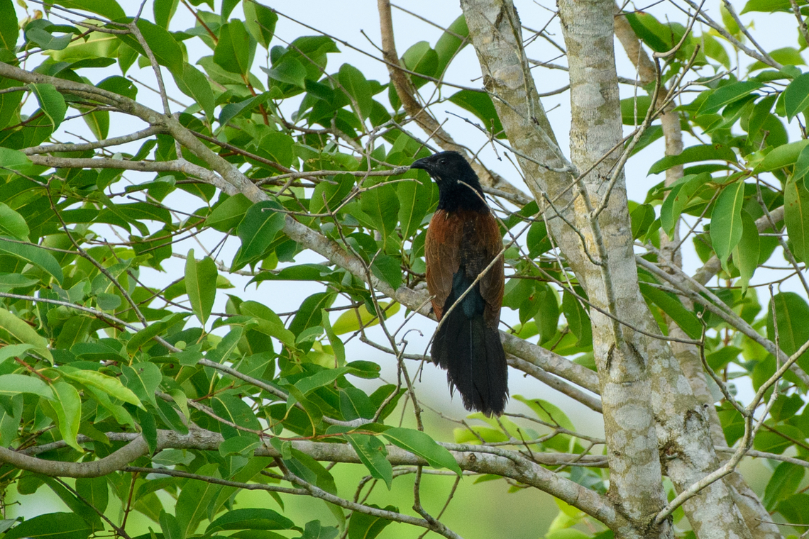 Greater Coucal, Cat Tien National Park, Vietnam  Asia,Cat Tien National Park,Centropus sinensis,Dong Nai,Geotagged,Greater Coucal,Spring,Vietnam,Vietnam 2025,Đồng Nai