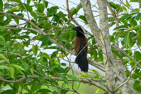 Greater Coucal, Cat Tien National Park, Vietnam  Asia,Cat Tien National Park,Centropus sinensis,Dong Nai,Geotagged,Greater Coucal,Spring,Vietnam,Vietnam 2025,Đồng Nai