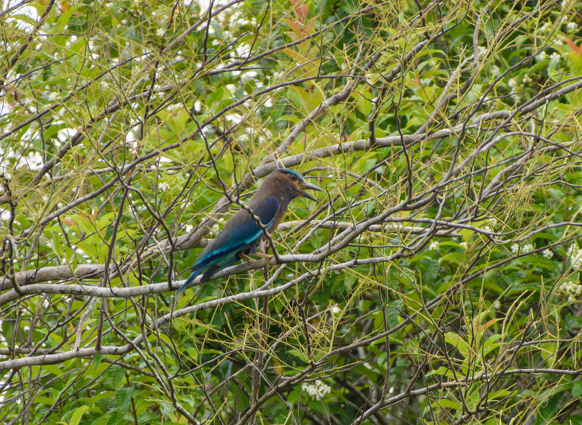 Indochinese Roller, Cat Tien National Park, Vietnam  Asia,Cat Tien National Park,Coracias affinis,Dong Nai,Geotagged,Indochinese roller,Spring,Vietnam,Vietnam 2025,Đồng Nai