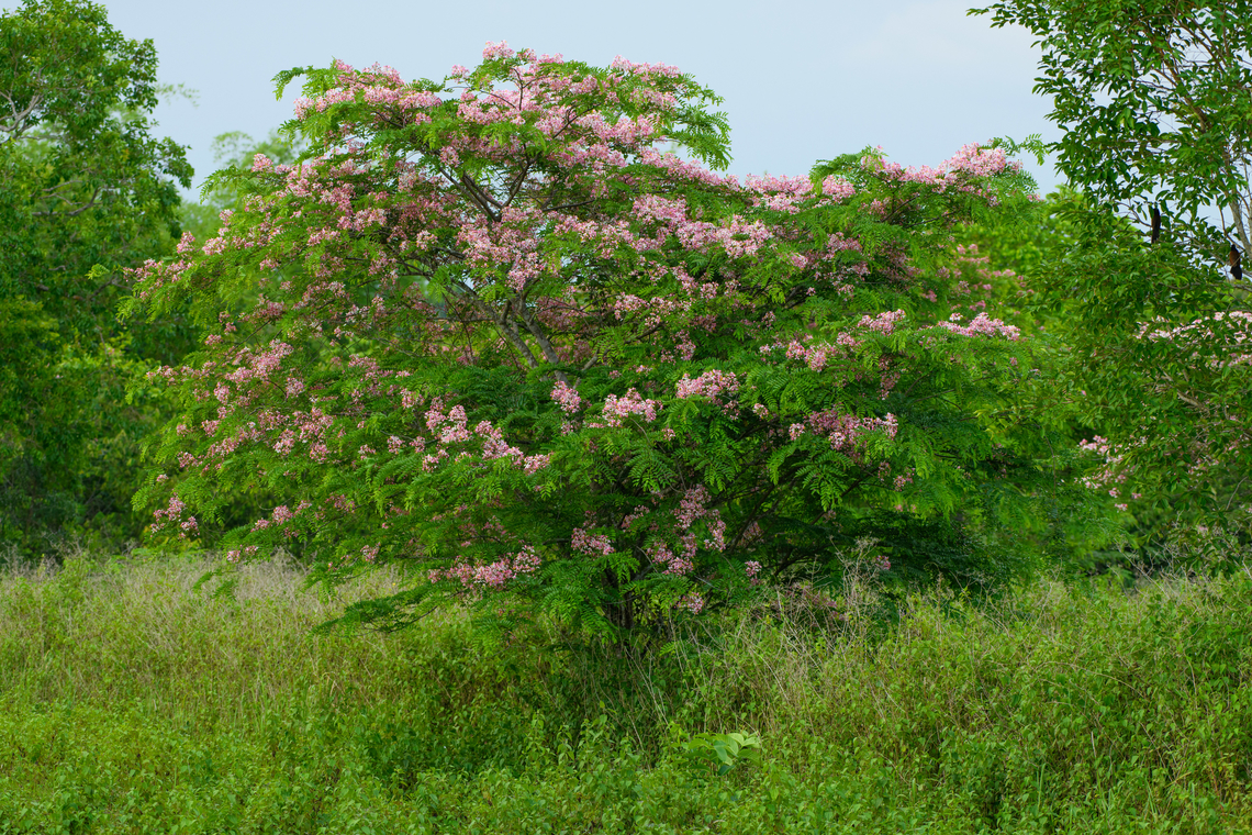 Cassia javanica, Cat Tien National Park, Vietnam Growing in some of the open fields of Cat Tien NP. I&#039;m unsure if it was planted.<br />
<figure class="photo"><a href="https://www.jungledragon.com/image/170630/cassia_javanica_cat_tien_national_park_vietnam.html" title="Cassia javanica, Cat Tien National Park, Vietnam"><img src="https://s3.amazonaws.com/media.jungledragon.com/images/2/170630_thumb.jpg?AWSAccessKeyId=05GMT0V3GWVNE7GGM1R2&Expires=1763596810&Signature=IJTKD7sAvayCSRtwVpBjJO632gQ%3D" width="200" height="128" alt="Cassia javanica, Cat Tien National Park, Vietnam https://www.jungledragon.com/image/170587/cassia_javanica_cat_tien_national_park_vietnam.html Asia,Cassia javanica,Cat Tien National Park,Dong Nai,Geotagged,Java Cassia,Spring,Vietnam,Vietnam 2025,Đồng Nai" /></a></figure> Asia,Cassia javanica,Cat Tien National Park,Dong Nai,Geotagged,Spring,Vietnam,Vietnam 2025,Đồng Nai
