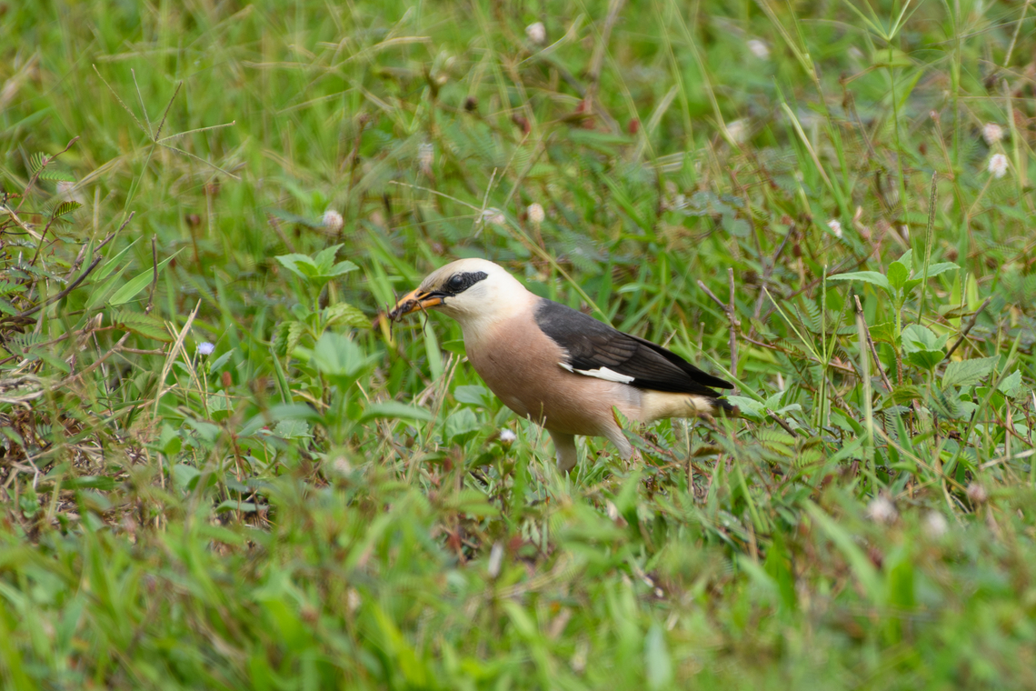 Vinous-breasted Myna, Cat Tien National Park, Vietnam Feeding on what looks to be a spider. Acridotheres leucocephalus,Asia,Cat Tien National Park,Dong Nai,Geotagged,Spring,Vietnam,Vietnam 2025,Vinous-breasted myna,Đồng Nai