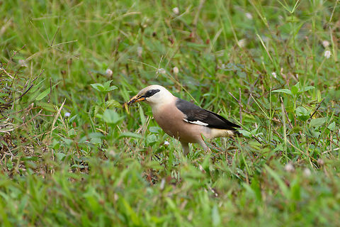 Vinous-breasted Myna, Cat Tien National Park, Vietnam Feeding on what looks to be a spider. Acridotheres leucocephalus,Asia,Cat Tien National Park,Dong Nai,Geotagged,Spring,Vietnam,Vietnam 2025,Vinous-breasted myna,Đồng Nai