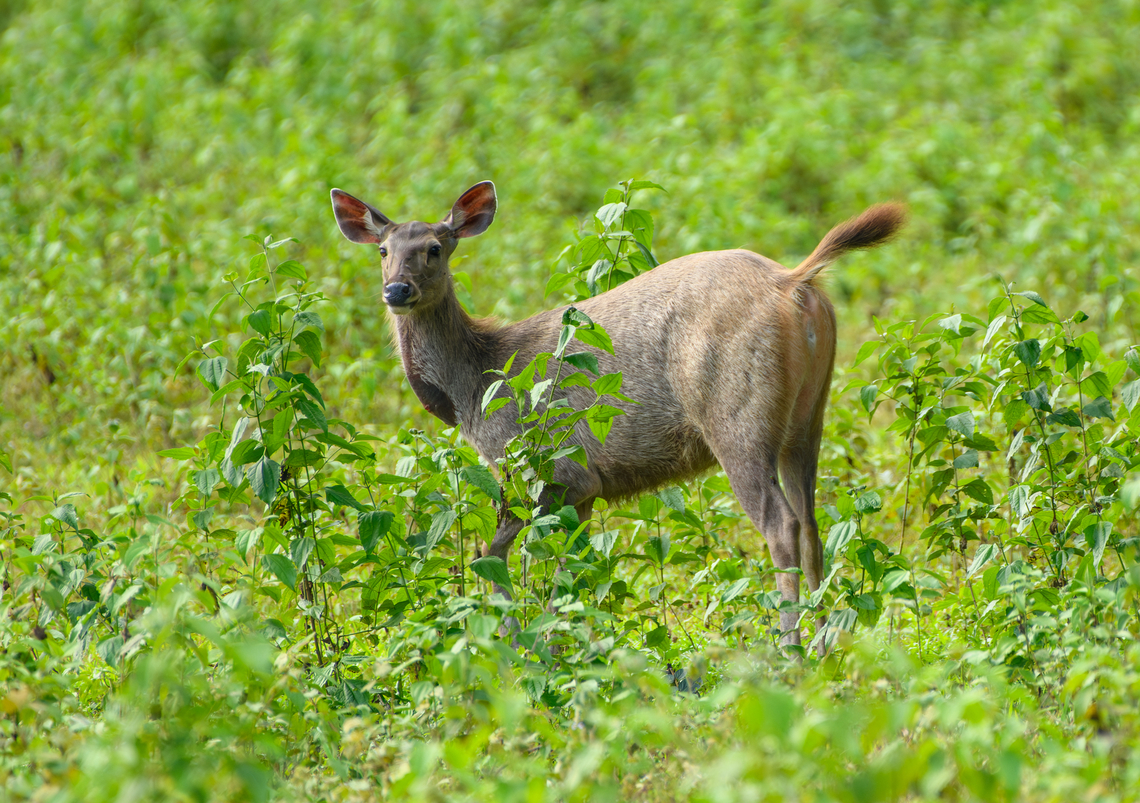 Sambar, Cat Tien National Park, Vietnam A few photos of Sambar deer that can readily be seen in the open areas of Cat Tien National Park. Notable feature of this species is the wound-like spot below the throat. This is a gland used to mark scent, seen in both adult males and pregnant or lactating females during the mating season.<br />
<figure class="photo"><a href="https://www.jungledragon.com/image/170626/sambar_cat_tien_national_park_vietnam.html" title="Sambar, Cat Tien National Park, Vietnam"><img src="https://s3.amazonaws.com/media.jungledragon.com/images/2/170626_thumb.jpg?AWSAccessKeyId=05GMT0V3GWVNE7GGM1R2&Expires=1770854410&Signature=4kfrErspPXpPftBOc2uJrZX6h40%3D" width="200" height="134" alt="Sambar, Cat Tien National Park, Vietnam A few photos of Sambar deer that can readily be seen in the open areas of Cat Tien National Park. Notable feature of this species is the wound-like spot below the throat. This is a gland used to mark scent, seen in both adult males and pregnant or lactating females during the mating season.<br />
https://www.jungledragon.com/image/170626/sambar_cat_tien_national_park_vietnam.html<br />
https://www.jungledragon.com/image/170624/sambar_cat_tien_national_park_vietnam.html<br />
https://www.jungledragon.com/image/170627/sambar_pair_cat_tien_national_park_vietnam.html<br />
https://www.jungledragon.com/image/170625/sambar_in_water_cat_tien_national_park_vietnam.html<br />
https://www.jungledragon.com/image/170628/sambar_herd_cat_tien_national_park_vietnam.html Asia,Cat Tien National Park,Dong Nai,Geotagged,Rusa unicolor,Sambar,Spring,Vietnam,Vietnam 2025,Đồng Nai" /></a></figure><br />
<figure class="photo"><a href="https://www.jungledragon.com/image/170624/sambar_cat_tien_national_park_vietnam.html" title="Sambar, Cat Tien National Park, Vietnam"><img src="https://s3.amazonaws.com/media.jungledragon.com/images/2/170624_thumb.jpg?AWSAccessKeyId=05GMT0V3GWVNE7GGM1R2&Expires=1770854410&Signature=oKDUwUQnxx%2B1MyTn60ZVV66p0JY%3D" width="200" height="142" alt="Sambar, Cat Tien National Park, Vietnam A few photos of Sambar deer that can readily be seen in the open areas of Cat Tien National Park. Notable feature of this species is the wound-like spot below the throat. This is a gland used to mark scent, seen in both adult males and pregnant or lactating females during the mating season.<br />
https://www.jungledragon.com/image/170626/sambar_cat_tien_national_park_vietnam.html<br />
https://www.jungledragon.com/image/170624/sambar_cat_tien_national_park_vietnam.html<br />
https://www.jungledragon.com/image/170627/sambar_pair_cat_tien_national_park_vietnam.html<br />
https://www.jungledragon.com/image/170625/sambar_in_water_cat_tien_national_park_vietnam.html<br />
https://www.jungledragon.com/image/170628/sambar_herd_cat_tien_national_park_vietnam.html Asia,Cat Tien National Park,Dong Nai,Geotagged,Rusa unicolor,Sambar,Spring,Vietnam,Vietnam 2025,Đồng Nai" /></a></figure><br />
<figure class="photo"><a href="https://www.jungledragon.com/image/170627/sambar_pair_cat_tien_national_park_vietnam.html" title="Sambar pair, Cat Tien National Park, Vietnam"><img src="https://s3.amazonaws.com/media.jungledragon.com/images/2/170627_thumb.jpg?AWSAccessKeyId=05GMT0V3GWVNE7GGM1R2&Expires=1770854410&Signature=S%2BeKB1lgcDrQHVZOaUHW%2BOBsZxc%3D" width="200" height="134" alt="Sambar pair, Cat Tien National Park, Vietnam A few photos of Sambar deer that can readily be seen in the open areas of Cat Tien National Park. Notable feature of this species is the wound-like spot below the throat. This is a gland used to mark scent, seen in both adult males and pregnant or lactating females during the mating season.<br />
https://www.jungledragon.com/image/170626/sambar_cat_tien_national_park_vietnam.html<br />
https://www.jungledragon.com/image/170624/sambar_cat_tien_national_park_vietnam.html<br />
https://www.jungledragon.com/image/170627/sambar_pair_cat_tien_national_park_vietnam.html<br />
https://www.jungledragon.com/image/170625/sambar_in_water_cat_tien_national_park_vietnam.html<br />
https://www.jungledragon.com/image/170628/sambar_herd_cat_tien_national_park_vietnam.html Asia,Cat Tien National Park,Dong Nai,Geotagged,Rusa unicolor,Sambar,Spring,Vietnam,Vietnam 2025,Đồng Nai" /></a></figure><br />
<figure class="photo"><a href="https://www.jungledragon.com/image/170625/sambar_in_water_cat_tien_national_park_vietnam.html" title="Sambar in water, Cat Tien National Park, Vietnam"><img src="https://s3.amazonaws.com/media.jungledragon.com/images/2/170625_thumb.jpg?AWSAccessKeyId=05GMT0V3GWVNE7GGM1R2&Expires=1770854410&Signature=ys9JsHsF9gZqbmkSQrExcmxkVMA%3D" width="200" height="134" alt="Sambar in water, Cat Tien National Park, Vietnam A few photos of Sambar deer that can readily be seen in the open areas of Cat Tien National Park. Notable feature of this species is the wound-like spot below the throat. This is a gland used to mark scent, seen in both adult males and pregnant or lactating females during the mating season.<br />
https://www.jungledragon.com/image/170626/sambar_cat_tien_national_park_vietnam.html<br />
https://www.jungledragon.com/image/170624/sambar_cat_tien_national_park_vietnam.html<br />
https://www.jungledragon.com/image/170627/sambar_pair_cat_tien_national_park_vietnam.html<br />
https://www.jungledragon.com/image/170625/sambar_in_water_cat_tien_national_park_vietnam.html<br />
https://www.jungledragon.com/image/170628/sambar_herd_cat_tien_national_park_vietnam.html Asia,Cat Tien National Park,Dong Nai,Geotagged,Rusa unicolor,Sambar,Spring,Vietnam,Vietnam 2025,Đồng Nai" /></a></figure><br />
<figure class="photo"><a href="https://www.jungledragon.com/image/170628/sambar_herd_cat_tien_national_park_vietnam.html" title="Sambar herd, Cat Tien National Park, Vietnam"><img src="https://s3.amazonaws.com/media.jungledragon.com/images/2/170628_thumb.jpg?AWSAccessKeyId=05GMT0V3GWVNE7GGM1R2&Expires=1770854410&Signature=XLp2PA84b7nms39I3%2FpDYXoKxwA%3D" width="200" height="134" alt="Sambar herd, Cat Tien National Park, Vietnam A few photos of Sambar deer that can readily be seen in the open areas of Cat Tien National Park. Notable feature of this species is the wound-like spot below the throat. This is a gland used to mark scent, seen in both adult males and pregnant or lactating females during the mating season.<br />
https://www.jungledragon.com/image/170626/sambar_cat_tien_national_park_vietnam.html<br />
https://www.jungledragon.com/image/170624/sambar_cat_tien_national_park_vietnam.html<br />
https://www.jungledragon.com/image/170627/sambar_pair_cat_tien_national_park_vietnam.html<br />
https://www.jungledragon.com/image/170625/sambar_in_water_cat_tien_national_park_vietnam.html<br />
https://www.jungledragon.com/image/170628/sambar_herd_cat_tien_national_park_vietnam.html Asia,Cat Tien National Park,Dong Nai,Geotagged,Rusa unicolor,Sambar,Spring,Vietnam,Vietnam 2025,Đồng Nai" /></a></figure> Asia,Cat Tien National Park,Dong Nai,Geotagged,Rusa unicolor,Sambar,Spring,Vietnam,Vietnam 2025,Đồng Nai