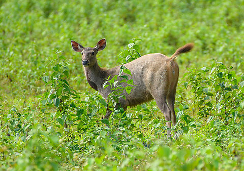 Sambar, Cat Tien National Park, Vietnam A few photos of Sambar deer that can readily be seen in the open areas of Cat Tien National Park. Notable feature of this species is the wound-like spot below the throat. This is a gland used to mark scent, seen in both adult males and pregnant or lactating females during the mating season.
https://www.jungledragon.com/image/170626/sambar_cat_tien_national_park_vietnam.html
https://www.jungledragon.com/image/170624/sambar_cat_tien_national_park_vietnam.html
https://www.jungledragon.com/image/170627/sambar_pair_cat_tien_national_park_vietnam.html
https://www.jungledragon.com/image/170625/sambar_in_water_cat_tien_national_park_vietnam.html
https://www.jungledragon.com/image/170628/sambar_herd_cat_tien_national_park_vietnam.html Asia,Cat Tien National Park,Dong Nai,Geotagged,Rusa unicolor,Sambar,Spring,Vietnam,Vietnam 2025,Đồng Nai