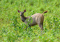 Sambar, Cat Tien National Park, Vietnam A few photos of Sambar deer that can readily be seen in the open areas of Cat Tien National Park. Notable feature of this species is the wound-like spot below the throat. This is a gland used to mark scent, seen in both adult males and pregnant or lactating females during the mating season.<br />
https://www.jungledragon.com/image/170626/sambar_cat_tien_national_park_vietnam.html<br />
https://www.jungledragon.com/image/170624/sambar_cat_tien_national_park_vietnam.html<br />
https://www.jungledragon.com/image/170627/sambar_pair_cat_tien_national_park_vietnam.html<br />
https://www.jungledragon.com/image/170625/sambar_in_water_cat_tien_national_park_vietnam.html<br />
https://www.jungledragon.com/image/170628/sambar_herd_cat_tien_national_park_vietnam.html Asia,Cat Tien National Park,Dong Nai,Geotagged,Rusa unicolor,Sambar,Spring,Vietnam,Vietnam 2025,Đồng Nai