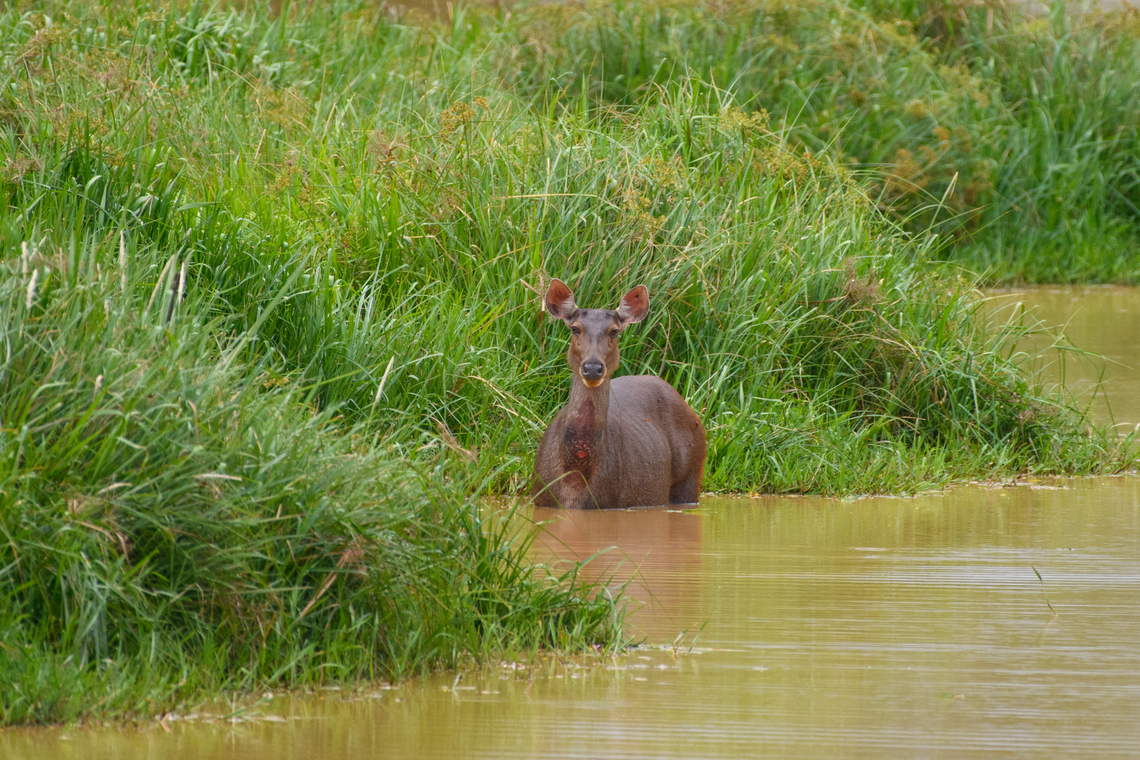 Sambar in water, Cat Tien National Park, Vietnam A few photos of Sambar deer that can readily be seen in the open areas of Cat Tien National Park. Notable feature of this species is the wound-like spot below the throat. This is a gland used to mark scent, seen in both adult males and pregnant or lactating females during the mating season.<br />
<figure class="photo"><a href="https://www.jungledragon.com/image/170626/sambar_cat_tien_national_park_vietnam.html" title="Sambar, Cat Tien National Park, Vietnam"><img src="https://s3.amazonaws.com/media.jungledragon.com/images/2/170626_thumb.jpg?AWSAccessKeyId=05GMT0V3GWVNE7GGM1R2&Expires=1770854410&Signature=4kfrErspPXpPftBOc2uJrZX6h40%3D" width="200" height="134" alt="Sambar, Cat Tien National Park, Vietnam A few photos of Sambar deer that can readily be seen in the open areas of Cat Tien National Park. Notable feature of this species is the wound-like spot below the throat. This is a gland used to mark scent, seen in both adult males and pregnant or lactating females during the mating season.<br />
https://www.jungledragon.com/image/170626/sambar_cat_tien_national_park_vietnam.html<br />
https://www.jungledragon.com/image/170624/sambar_cat_tien_national_park_vietnam.html<br />
https://www.jungledragon.com/image/170627/sambar_pair_cat_tien_national_park_vietnam.html<br />
https://www.jungledragon.com/image/170625/sambar_in_water_cat_tien_national_park_vietnam.html<br />
https://www.jungledragon.com/image/170628/sambar_herd_cat_tien_national_park_vietnam.html Asia,Cat Tien National Park,Dong Nai,Geotagged,Rusa unicolor,Sambar,Spring,Vietnam,Vietnam 2025,Đồng Nai" /></a></figure><br />
<figure class="photo"><a href="https://www.jungledragon.com/image/170624/sambar_cat_tien_national_park_vietnam.html" title="Sambar, Cat Tien National Park, Vietnam"><img src="https://s3.amazonaws.com/media.jungledragon.com/images/2/170624_thumb.jpg?AWSAccessKeyId=05GMT0V3GWVNE7GGM1R2&Expires=1770854410&Signature=oKDUwUQnxx%2B1MyTn60ZVV66p0JY%3D" width="200" height="142" alt="Sambar, Cat Tien National Park, Vietnam A few photos of Sambar deer that can readily be seen in the open areas of Cat Tien National Park. Notable feature of this species is the wound-like spot below the throat. This is a gland used to mark scent, seen in both adult males and pregnant or lactating females during the mating season.<br />
https://www.jungledragon.com/image/170626/sambar_cat_tien_national_park_vietnam.html<br />
https://www.jungledragon.com/image/170624/sambar_cat_tien_national_park_vietnam.html<br />
https://www.jungledragon.com/image/170627/sambar_pair_cat_tien_national_park_vietnam.html<br />
https://www.jungledragon.com/image/170625/sambar_in_water_cat_tien_national_park_vietnam.html<br />
https://www.jungledragon.com/image/170628/sambar_herd_cat_tien_national_park_vietnam.html Asia,Cat Tien National Park,Dong Nai,Geotagged,Rusa unicolor,Sambar,Spring,Vietnam,Vietnam 2025,Đồng Nai" /></a></figure><br />
<figure class="photo"><a href="https://www.jungledragon.com/image/170627/sambar_pair_cat_tien_national_park_vietnam.html" title="Sambar pair, Cat Tien National Park, Vietnam"><img src="https://s3.amazonaws.com/media.jungledragon.com/images/2/170627_thumb.jpg?AWSAccessKeyId=05GMT0V3GWVNE7GGM1R2&Expires=1770854410&Signature=S%2BeKB1lgcDrQHVZOaUHW%2BOBsZxc%3D" width="200" height="134" alt="Sambar pair, Cat Tien National Park, Vietnam A few photos of Sambar deer that can readily be seen in the open areas of Cat Tien National Park. Notable feature of this species is the wound-like spot below the throat. This is a gland used to mark scent, seen in both adult males and pregnant or lactating females during the mating season.<br />
https://www.jungledragon.com/image/170626/sambar_cat_tien_national_park_vietnam.html<br />
https://www.jungledragon.com/image/170624/sambar_cat_tien_national_park_vietnam.html<br />
https://www.jungledragon.com/image/170627/sambar_pair_cat_tien_national_park_vietnam.html<br />
https://www.jungledragon.com/image/170625/sambar_in_water_cat_tien_national_park_vietnam.html<br />
https://www.jungledragon.com/image/170628/sambar_herd_cat_tien_national_park_vietnam.html Asia,Cat Tien National Park,Dong Nai,Geotagged,Rusa unicolor,Sambar,Spring,Vietnam,Vietnam 2025,Đồng Nai" /></a></figure><br />
<figure class="photo"><a href="https://www.jungledragon.com/image/170625/sambar_in_water_cat_tien_national_park_vietnam.html" title="Sambar in water, Cat Tien National Park, Vietnam"><img src="https://s3.amazonaws.com/media.jungledragon.com/images/2/170625_thumb.jpg?AWSAccessKeyId=05GMT0V3GWVNE7GGM1R2&Expires=1770854410&Signature=ys9JsHsF9gZqbmkSQrExcmxkVMA%3D" width="200" height="134" alt="Sambar in water, Cat Tien National Park, Vietnam A few photos of Sambar deer that can readily be seen in the open areas of Cat Tien National Park. Notable feature of this species is the wound-like spot below the throat. This is a gland used to mark scent, seen in both adult males and pregnant or lactating females during the mating season.<br />
https://www.jungledragon.com/image/170626/sambar_cat_tien_national_park_vietnam.html<br />
https://www.jungledragon.com/image/170624/sambar_cat_tien_national_park_vietnam.html<br />
https://www.jungledragon.com/image/170627/sambar_pair_cat_tien_national_park_vietnam.html<br />
https://www.jungledragon.com/image/170625/sambar_in_water_cat_tien_national_park_vietnam.html<br />
https://www.jungledragon.com/image/170628/sambar_herd_cat_tien_national_park_vietnam.html Asia,Cat Tien National Park,Dong Nai,Geotagged,Rusa unicolor,Sambar,Spring,Vietnam,Vietnam 2025,Đồng Nai" /></a></figure><br />
<figure class="photo"><a href="https://www.jungledragon.com/image/170628/sambar_herd_cat_tien_national_park_vietnam.html" title="Sambar herd, Cat Tien National Park, Vietnam"><img src="https://s3.amazonaws.com/media.jungledragon.com/images/2/170628_thumb.jpg?AWSAccessKeyId=05GMT0V3GWVNE7GGM1R2&Expires=1770854410&Signature=XLp2PA84b7nms39I3%2FpDYXoKxwA%3D" width="200" height="134" alt="Sambar herd, Cat Tien National Park, Vietnam A few photos of Sambar deer that can readily be seen in the open areas of Cat Tien National Park. Notable feature of this species is the wound-like spot below the throat. This is a gland used to mark scent, seen in both adult males and pregnant or lactating females during the mating season.<br />
https://www.jungledragon.com/image/170626/sambar_cat_tien_national_park_vietnam.html<br />
https://www.jungledragon.com/image/170624/sambar_cat_tien_national_park_vietnam.html<br />
https://www.jungledragon.com/image/170627/sambar_pair_cat_tien_national_park_vietnam.html<br />
https://www.jungledragon.com/image/170625/sambar_in_water_cat_tien_national_park_vietnam.html<br />
https://www.jungledragon.com/image/170628/sambar_herd_cat_tien_national_park_vietnam.html Asia,Cat Tien National Park,Dong Nai,Geotagged,Rusa unicolor,Sambar,Spring,Vietnam,Vietnam 2025,Đồng Nai" /></a></figure> Asia,Cat Tien National Park,Dong Nai,Geotagged,Rusa unicolor,Sambar,Spring,Vietnam,Vietnam 2025,Đồng Nai