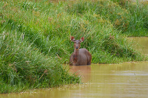 Sambar in water, Cat Tien National Park, Vietnam A few photos of Sambar deer that can readily be seen in the open areas of Cat Tien National Park. Notable feature of this species is the wound-like spot below the throat. This is a gland used to mark scent, seen in both adult males and pregnant or lactating females during the mating season.
https://www.jungledragon.com/image/170626/sambar_cat_tien_national_park_vietnam.html
https://www.jungledragon.com/image/170624/sambar_cat_tien_national_park_vietnam.html
https://www.jungledragon.com/image/170627/sambar_pair_cat_tien_national_park_vietnam.html
https://www.jungledragon.com/image/170625/sambar_in_water_cat_tien_national_park_vietnam.html
https://www.jungledragon.com/image/170628/sambar_herd_cat_tien_national_park_vietnam.html Asia,Cat Tien National Park,Dong Nai,Geotagged,Rusa unicolor,Sambar,Spring,Vietnam,Vietnam 2025,Đồng Nai