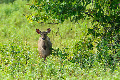 Sambar, Cat Tien National Park, Vietnam A few photos of Sambar deer that can readily be seen in the open areas of Cat Tien National Park. Notable feature of this species is the wound-like spot below the throat. This is a gland used to mark scent, seen in both adult males and pregnant or lactating females during the mating season.
https://www.jungledragon.com/image/170626/sambar_cat_tien_national_park_vietnam.html
https://www.jungledragon.com/image/170624/sambar_cat_tien_national_park_vietnam.html
https://www.jungledragon.com/image/170627/sambar_pair_cat_tien_national_park_vietnam.html
https://www.jungledragon.com/image/170625/sambar_in_water_cat_tien_national_park_vietnam.html
https://www.jungledragon.com/image/170628/sambar_herd_cat_tien_national_park_vietnam.html Asia,Cat Tien National Park,Dong Nai,Geotagged,Rusa unicolor,Sambar,Spring,Vietnam,Vietnam 2025,Đồng Nai