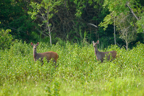 Sambar pair, Cat Tien National Park, Vietnam A few photos of Sambar deer that can readily be seen in the open areas of Cat Tien National Park. Notable feature of this species is the wound-like spot below the throat. This is a gland used to mark scent, seen in both adult males and pregnant or lactating females during the mating season.
https://www.jungledragon.com/image/170626/sambar_cat_tien_national_park_vietnam.html
https://www.jungledragon.com/image/170624/sambar_cat_tien_national_park_vietnam.html
https://www.jungledragon.com/image/170627/sambar_pair_cat_tien_national_park_vietnam.html
https://www.jungledragon.com/image/170625/sambar_in_water_cat_tien_national_park_vietnam.html
https://www.jungledragon.com/image/170628/sambar_herd_cat_tien_national_park_vietnam.html Asia,Cat Tien National Park,Dong Nai,Geotagged,Rusa unicolor,Sambar,Spring,Vietnam,Vietnam 2025,Đồng Nai