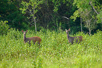 Sambar pair, Cat Tien National Park, Vietnam A few photos of Sambar deer that can readily be seen in the open areas of Cat Tien National Park. Notable feature of this species is the wound-like spot below the throat. This is a gland used to mark scent, seen in both adult males and pregnant or lactating females during the mating season.<br />
https://www.jungledragon.com/image/170626/sambar_cat_tien_national_park_vietnam.html<br />
https://www.jungledragon.com/image/170624/sambar_cat_tien_national_park_vietnam.html<br />
https://www.jungledragon.com/image/170627/sambar_pair_cat_tien_national_park_vietnam.html<br />
https://www.jungledragon.com/image/170625/sambar_in_water_cat_tien_national_park_vietnam.html<br />
https://www.jungledragon.com/image/170628/sambar_herd_cat_tien_national_park_vietnam.html Asia,Cat Tien National Park,Dong Nai,Geotagged,Rusa unicolor,Sambar,Spring,Vietnam,Vietnam 2025,Đồng Nai