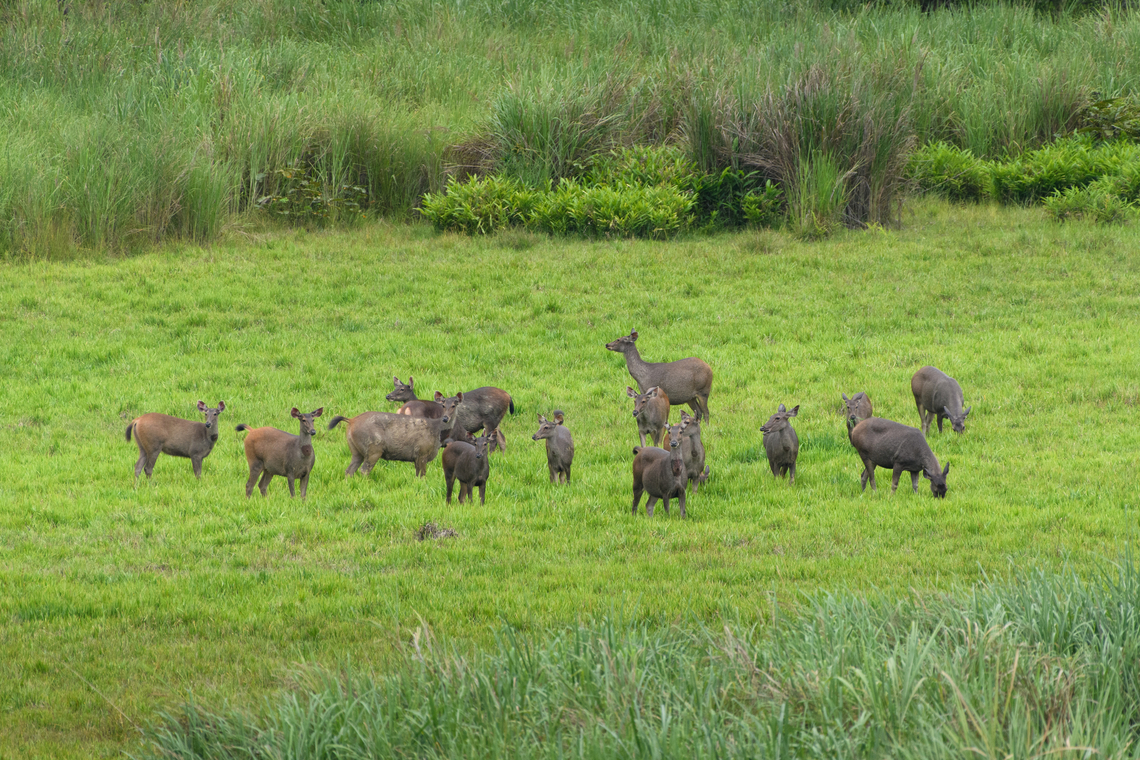 Sambar herd, Cat Tien National Park, Vietnam A few photos of Sambar deer that can readily be seen in the open areas of Cat Tien National Park. Notable feature of this species is the wound-like spot below the throat. This is a gland used to mark scent, seen in both adult males and pregnant or lactating females during the mating season.<br />
<figure class="photo"><a href="https://www.jungledragon.com/image/170626/sambar_cat_tien_national_park_vietnam.html" title="Sambar, Cat Tien National Park, Vietnam"><img src="https://s3.amazonaws.com/media.jungledragon.com/images/2/170626_thumb.jpg?AWSAccessKeyId=05GMT0V3GWVNE7GGM1R2&Expires=1770854410&Signature=4kfrErspPXpPftBOc2uJrZX6h40%3D" width="200" height="134" alt="Sambar, Cat Tien National Park, Vietnam A few photos of Sambar deer that can readily be seen in the open areas of Cat Tien National Park. Notable feature of this species is the wound-like spot below the throat. This is a gland used to mark scent, seen in both adult males and pregnant or lactating females during the mating season.<br />
https://www.jungledragon.com/image/170626/sambar_cat_tien_national_park_vietnam.html<br />
https://www.jungledragon.com/image/170624/sambar_cat_tien_national_park_vietnam.html<br />
https://www.jungledragon.com/image/170627/sambar_pair_cat_tien_national_park_vietnam.html<br />
https://www.jungledragon.com/image/170625/sambar_in_water_cat_tien_national_park_vietnam.html<br />
https://www.jungledragon.com/image/170628/sambar_herd_cat_tien_national_park_vietnam.html Asia,Cat Tien National Park,Dong Nai,Geotagged,Rusa unicolor,Sambar,Spring,Vietnam,Vietnam 2025,Đồng Nai" /></a></figure><br />
<figure class="photo"><a href="https://www.jungledragon.com/image/170624/sambar_cat_tien_national_park_vietnam.html" title="Sambar, Cat Tien National Park, Vietnam"><img src="https://s3.amazonaws.com/media.jungledragon.com/images/2/170624_thumb.jpg?AWSAccessKeyId=05GMT0V3GWVNE7GGM1R2&Expires=1770854410&Signature=oKDUwUQnxx%2B1MyTn60ZVV66p0JY%3D" width="200" height="142" alt="Sambar, Cat Tien National Park, Vietnam A few photos of Sambar deer that can readily be seen in the open areas of Cat Tien National Park. Notable feature of this species is the wound-like spot below the throat. This is a gland used to mark scent, seen in both adult males and pregnant or lactating females during the mating season.<br />
https://www.jungledragon.com/image/170626/sambar_cat_tien_national_park_vietnam.html<br />
https://www.jungledragon.com/image/170624/sambar_cat_tien_national_park_vietnam.html<br />
https://www.jungledragon.com/image/170627/sambar_pair_cat_tien_national_park_vietnam.html<br />
https://www.jungledragon.com/image/170625/sambar_in_water_cat_tien_national_park_vietnam.html<br />
https://www.jungledragon.com/image/170628/sambar_herd_cat_tien_national_park_vietnam.html Asia,Cat Tien National Park,Dong Nai,Geotagged,Rusa unicolor,Sambar,Spring,Vietnam,Vietnam 2025,Đồng Nai" /></a></figure><br />
<figure class="photo"><a href="https://www.jungledragon.com/image/170627/sambar_pair_cat_tien_national_park_vietnam.html" title="Sambar pair, Cat Tien National Park, Vietnam"><img src="https://s3.amazonaws.com/media.jungledragon.com/images/2/170627_thumb.jpg?AWSAccessKeyId=05GMT0V3GWVNE7GGM1R2&Expires=1770854410&Signature=S%2BeKB1lgcDrQHVZOaUHW%2BOBsZxc%3D" width="200" height="134" alt="Sambar pair, Cat Tien National Park, Vietnam A few photos of Sambar deer that can readily be seen in the open areas of Cat Tien National Park. Notable feature of this species is the wound-like spot below the throat. This is a gland used to mark scent, seen in both adult males and pregnant or lactating females during the mating season.<br />
https://www.jungledragon.com/image/170626/sambar_cat_tien_national_park_vietnam.html<br />
https://www.jungledragon.com/image/170624/sambar_cat_tien_national_park_vietnam.html<br />
https://www.jungledragon.com/image/170627/sambar_pair_cat_tien_national_park_vietnam.html<br />
https://www.jungledragon.com/image/170625/sambar_in_water_cat_tien_national_park_vietnam.html<br />
https://www.jungledragon.com/image/170628/sambar_herd_cat_tien_national_park_vietnam.html Asia,Cat Tien National Park,Dong Nai,Geotagged,Rusa unicolor,Sambar,Spring,Vietnam,Vietnam 2025,Đồng Nai" /></a></figure><br />
<figure class="photo"><a href="https://www.jungledragon.com/image/170625/sambar_in_water_cat_tien_national_park_vietnam.html" title="Sambar in water, Cat Tien National Park, Vietnam"><img src="https://s3.amazonaws.com/media.jungledragon.com/images/2/170625_thumb.jpg?AWSAccessKeyId=05GMT0V3GWVNE7GGM1R2&Expires=1770854410&Signature=ys9JsHsF9gZqbmkSQrExcmxkVMA%3D" width="200" height="134" alt="Sambar in water, Cat Tien National Park, Vietnam A few photos of Sambar deer that can readily be seen in the open areas of Cat Tien National Park. Notable feature of this species is the wound-like spot below the throat. This is a gland used to mark scent, seen in both adult males and pregnant or lactating females during the mating season.<br />
https://www.jungledragon.com/image/170626/sambar_cat_tien_national_park_vietnam.html<br />
https://www.jungledragon.com/image/170624/sambar_cat_tien_national_park_vietnam.html<br />
https://www.jungledragon.com/image/170627/sambar_pair_cat_tien_national_park_vietnam.html<br />
https://www.jungledragon.com/image/170625/sambar_in_water_cat_tien_national_park_vietnam.html<br />
https://www.jungledragon.com/image/170628/sambar_herd_cat_tien_national_park_vietnam.html Asia,Cat Tien National Park,Dong Nai,Geotagged,Rusa unicolor,Sambar,Spring,Vietnam,Vietnam 2025,Đồng Nai" /></a></figure><br />
<figure class="photo"><a href="https://www.jungledragon.com/image/170628/sambar_herd_cat_tien_national_park_vietnam.html" title="Sambar herd, Cat Tien National Park, Vietnam"><img src="https://s3.amazonaws.com/media.jungledragon.com/images/2/170628_thumb.jpg?AWSAccessKeyId=05GMT0V3GWVNE7GGM1R2&Expires=1770854410&Signature=XLp2PA84b7nms39I3%2FpDYXoKxwA%3D" width="200" height="134" alt="Sambar herd, Cat Tien National Park, Vietnam A few photos of Sambar deer that can readily be seen in the open areas of Cat Tien National Park. Notable feature of this species is the wound-like spot below the throat. This is a gland used to mark scent, seen in both adult males and pregnant or lactating females during the mating season.<br />
https://www.jungledragon.com/image/170626/sambar_cat_tien_national_park_vietnam.html<br />
https://www.jungledragon.com/image/170624/sambar_cat_tien_national_park_vietnam.html<br />
https://www.jungledragon.com/image/170627/sambar_pair_cat_tien_national_park_vietnam.html<br />
https://www.jungledragon.com/image/170625/sambar_in_water_cat_tien_national_park_vietnam.html<br />
https://www.jungledragon.com/image/170628/sambar_herd_cat_tien_national_park_vietnam.html Asia,Cat Tien National Park,Dong Nai,Geotagged,Rusa unicolor,Sambar,Spring,Vietnam,Vietnam 2025,Đồng Nai" /></a></figure> Asia,Cat Tien National Park,Dong Nai,Geotagged,Rusa unicolor,Sambar,Spring,Vietnam,Vietnam 2025,Đồng Nai