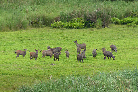 Sambar herd, Cat Tien National Park, Vietnam A few photos of Sambar deer that can readily be seen in the open areas of Cat Tien National Park. Notable feature of this species is the wound-like spot below the throat. This is a gland used to mark scent, seen in both adult males and pregnant or lactating females during the mating season.
https://www.jungledragon.com/image/170626/sambar_cat_tien_national_park_vietnam.html
https://www.jungledragon.com/image/170624/sambar_cat_tien_national_park_vietnam.html
https://www.jungledragon.com/image/170627/sambar_pair_cat_tien_national_park_vietnam.html
https://www.jungledragon.com/image/170625/sambar_in_water_cat_tien_national_park_vietnam.html
https://www.jungledragon.com/image/170628/sambar_herd_cat_tien_national_park_vietnam.html Asia,Cat Tien National Park,Dong Nai,Geotagged,Rusa unicolor,Sambar,Spring,Vietnam,Vietnam 2025,Đồng Nai