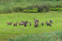 Sambar herd, Cat Tien National Park, Vietnam A few photos of Sambar deer that can readily be seen in the open areas of Cat Tien National Park. Notable feature of this species is the wound-like spot below the throat. This is a gland used to mark scent, seen in both adult males and pregnant or lactating females during the mating season.<br />
https://www.jungledragon.com/image/170626/sambar_cat_tien_national_park_vietnam.html<br />
https://www.jungledragon.com/image/170624/sambar_cat_tien_national_park_vietnam.html<br />
https://www.jungledragon.com/image/170627/sambar_pair_cat_tien_national_park_vietnam.html<br />
https://www.jungledragon.com/image/170625/sambar_in_water_cat_tien_national_park_vietnam.html<br />
https://www.jungledragon.com/image/170628/sambar_herd_cat_tien_national_park_vietnam.html Asia,Cat Tien National Park,Dong Nai,Geotagged,Rusa unicolor,Sambar,Spring,Vietnam,Vietnam 2025,Đồng Nai