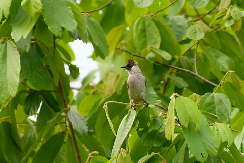 Sooty-headed Bulbul, Cat Tien National Park, Vietnam  Asia,Cat Tien National Park,Dong Nai,Geotagged,Pycnonotus aurigaster,Sooty-headed bulbul,Spring,Vietnam,Vietnam 2025,Đồng Nai