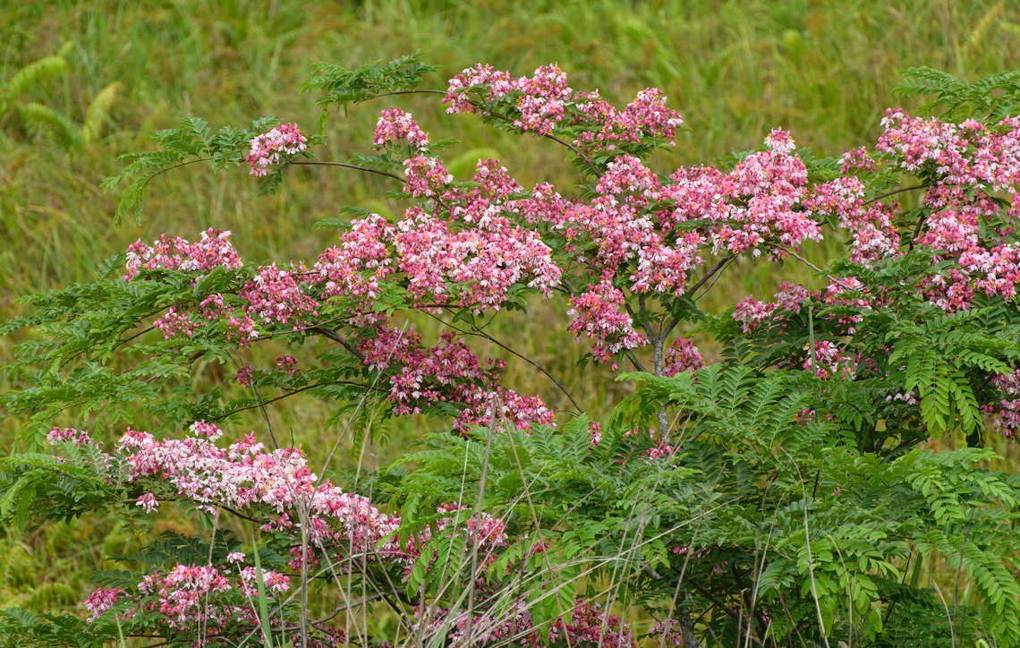 Cassia javanica, Cat Tien National Park, Vietnam <figure class="photo"><a href="https://www.jungledragon.com/image/170587/cassia_javanica_cat_tien_national_park_vietnam.html" title="Cassia javanica, Cat Tien National Park, Vietnam"><img src="https://s3.amazonaws.com/media.jungledragon.com/images/2/170587_thumb.jpg?AWSAccessKeyId=05GMT0V3GWVNE7GGM1R2&Expires=1763596810&Signature=eUr05LassCbohIVlhpi325A51Wk%3D" width="200" height="134" alt="Cassia javanica, Cat Tien National Park, Vietnam Growing in some of the open fields of Cat Tien NP. I&#039;m unsure if it was planted.<br />
https://www.jungledragon.com/image/170630/cassia_javanica_cat_tien_national_park_vietnam.html Asia,Cassia javanica,Cat Tien National Park,Dong Nai,Geotagged,Spring,Vietnam,Vietnam 2025,Đồng Nai" /></a></figure> Asia,Cassia javanica,Cat Tien National Park,Dong Nai,Geotagged,Java Cassia,Spring,Vietnam,Vietnam 2025,Đồng Nai