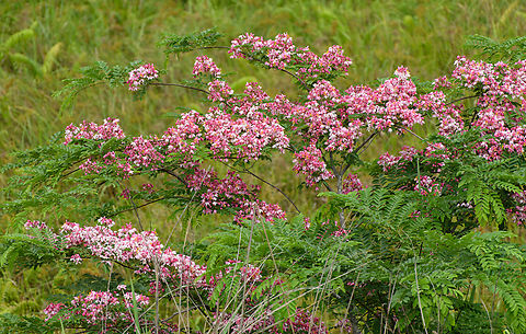 Cassia javanica, Cat Tien National Park, Vietnam https://www.jungledragon.com/image/170587/cassia_javanica_cat_tien_national_park_vietnam.html Asia,Cassia javanica,Cat Tien National Park,Dong Nai,Geotagged,Java Cassia,Spring,Vietnam,Vietnam 2025,Đồng Nai