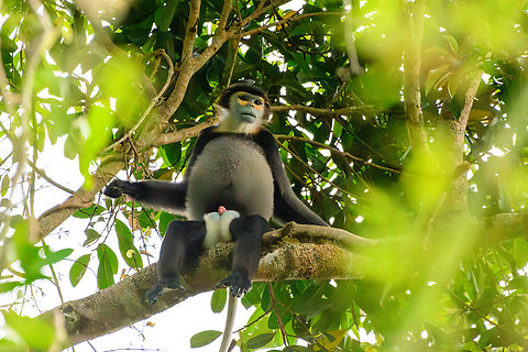 Black-shanked Douc, Cat Tien National Park, Vietnam Our only observation of this critically endangered primate. This is quite obviously the male. Asia,Black-shanked douc,Cat Tien National Park,Dong Nai,Geotagged,Pygathrix nigripes,Spring,Vietnam,Vietnam 2025,Đồng Nai