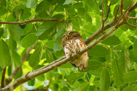 Asian Barred Owlet, Cat Tien National Park Cute little bubble. Asia,Asian Barred Owlet,Cat Tien National Park,Dong Nai,Geotagged,Glaucidium cuculoides,Spring,Vietnam,Vietnam 2025,Đồng Nai