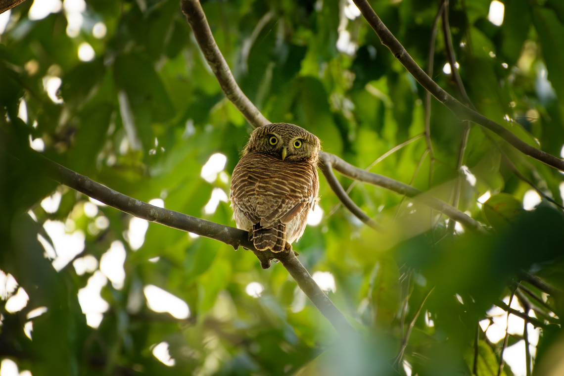 Asian Barred Owlet, Cat Tien National Park, Vietnam  Asia,Asian barred owlet,Cat Tien National Park,Dong Nai,Geotagged,Glaucidium cuculoides,Spring,Vietnam,Vietnam 2025,Đồng Nai
