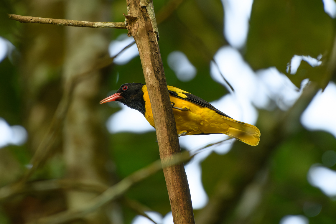 Black-hooded Oriole, Cat Tien National Park, Vietnam  Asia,Black-hooded Oriole,Cat Tien National Park,Dong Nai,Geotagged,Oriolus xanthornus,Spring,Vietnam,Vietnam 2025,Đồng Nai