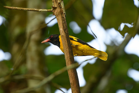 Black-hooded Oriole, Cat Tien National Park, Vietnam  Asia,Black-hooded Oriole,Cat Tien National Park,Dong Nai,Geotagged,Oriolus xanthornus,Spring,Vietnam,Vietnam 2025,Đồng Nai