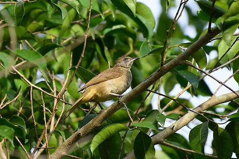 Streak-eared Bulbul, Cat Tien National Park, Vietnam https://www.jungledragon.com/image/170636/streak-eared_bulbul_cat_tien_national_park_vietnam.html Asia,Cat Tien National Park,Dong Nai,Geotagged,Pycnonotus conradi,Spring,Streak-eared Bulbul,Vietnam,Vietnam 2025,Đồng Nai