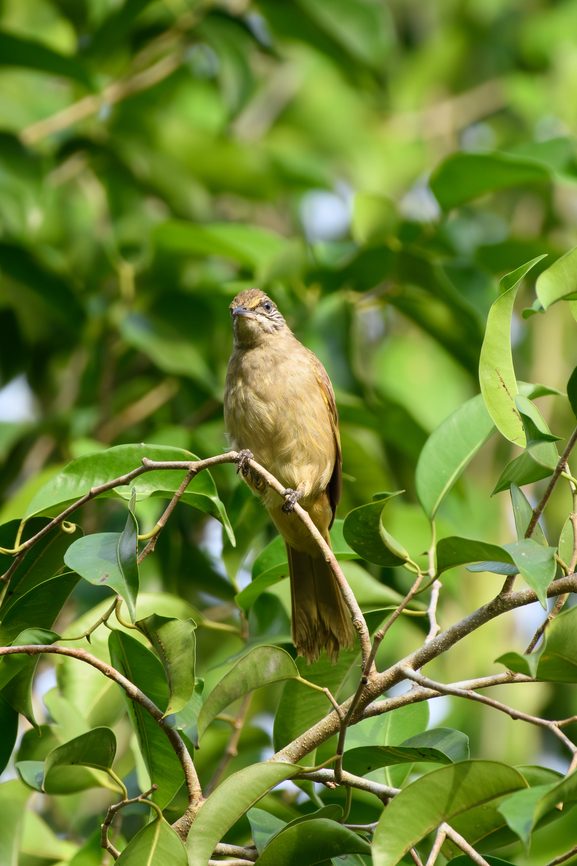 Streak-eared Bulbul, Cat Tien National Park, Vietnam <figure class="photo"><a href="https://www.jungledragon.com/image/170635/streak-eared_bulbul_cat_tien_national_park_vietnam.html" title="Streak-eared Bulbul, Cat Tien National Park, Vietnam"><img src="https://s3.amazonaws.com/media.jungledragon.com/images/2/170635_thumb.jpg?AWSAccessKeyId=05GMT0V3GWVNE7GGM1R2&Expires=1767225610&Signature=x%2F%2BgT4yCkheLXnwjahEYi9nVc6E%3D" width="200" height="134" alt="Streak-eared Bulbul, Cat Tien National Park, Vietnam https://www.jungledragon.com/image/170636/streak-eared_bulbul_cat_tien_national_park_vietnam.html Asia,Cat Tien National Park,Dong Nai,Geotagged,Pycnonotus conradi,Spring,Streak-eared Bulbul,Vietnam,Vietnam 2025,Đồng Nai" /></a></figure> Asia,Cat Tien National Park,Dong Nai,Geotagged,Pycnonotus conradi,Spring,Streak-eared Bulbul,Vietnam,Vietnam 2025,Đồng Nai