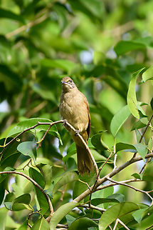 Streak-eared Bulbul, Cat Tien National Park, Vietnam https://www.jungledragon.com/image/170635/streak-eared_bulbul_cat_tien_national_park_vietnam.html Asia,Cat Tien National Park,Dong Nai,Geotagged,Pycnonotus conradi,Spring,Streak-eared Bulbul,Vietnam,Vietnam 2025,Đồng Nai