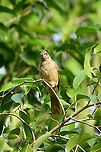 Streak-eared Bulbul, Cat Tien National Park, Vietnam https://www.jungledragon.com/image/170635/streak-eared_bulbul_cat_tien_national_park_vietnam.html Asia,Cat Tien National Park,Dong Nai,Geotagged,Pycnonotus conradi,Spring,Streak-eared Bulbul,Vietnam,Vietnam 2025,Đồng Nai