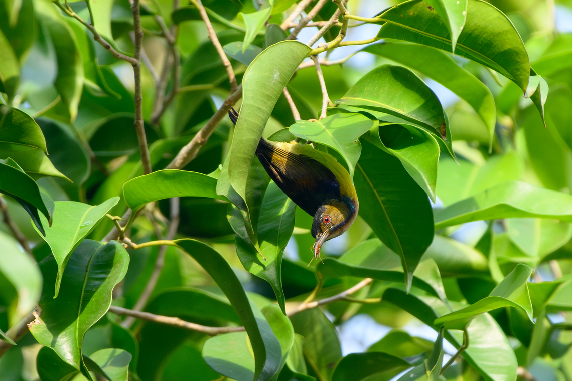Ruby-cheeked Sunbird, Cat Tien National Park, Vietnam  Asia,Cat Tien National Park,Chalcoparia singalensis,Dong Nai,Geotagged,Ruby-cheeked sunbird,Spring,Vietnam,Vietnam 2025,Đồng Nai