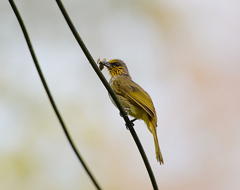 Striped-throated Bulbul, Cat Tien National Park, Vietnam Feeding on a mantis. Asia,Cat Tien National Park,Dong Nai,Geotagged,Pycnonotus finlaysoni,Spring,Vietnam,Vietnam 2025,striped-throated bulbul,Đồng Nai