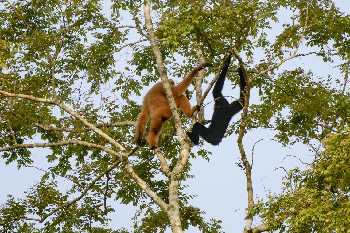 Southern Yellow-cheeked Gibbon, Cat Tien National Park, Vietnam  Asia,Cat Tien National Park,Dong Nai,Geotagged,Nomascus gabriellae,Spring,Vietnam,Vietnam 2025,Yellow-cheeked gibbon,Đồng Nai