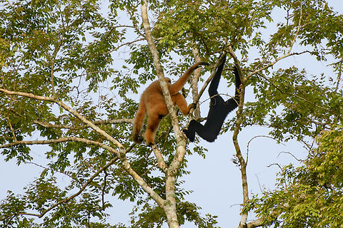 Southern Yellow-cheeked Gibbon, Cat Tien National Park, Vietnam  Asia,Cat Tien National Park,Dong Nai,Geotagged,Nomascus gabriellae,Spring,Vietnam,Vietnam 2025,Yellow-cheeked gibbon,Đồng Nai