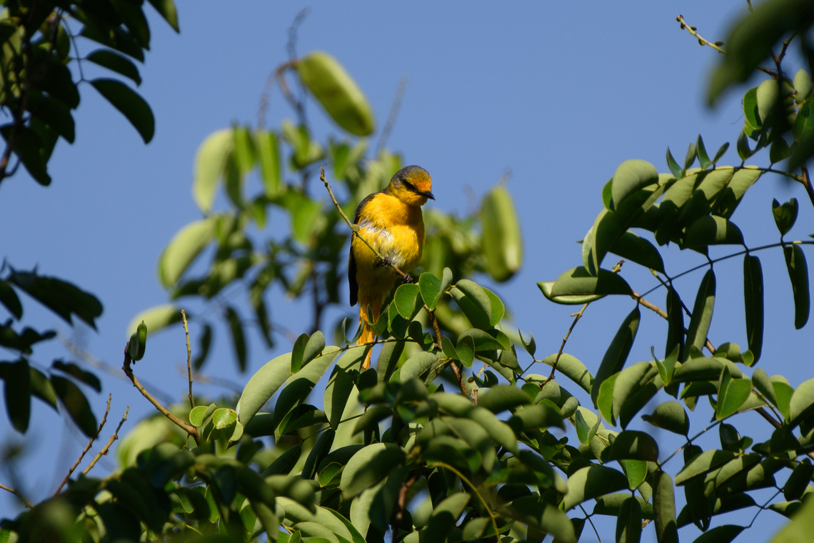 Scarlet Minivet - female, Cat Tien National Park, Vietnam Male:<br />
<figure class="photo"><a href="https://www.jungledragon.com/image/170641/scarlet_minivet_-_male_cat_tien_national_park_vietnam.html" title="Scarlet Minivet - male, Cat Tien National Park, Vietnam"><img src="https://s3.amazonaws.com/media.jungledragon.com/images/2/170641_thumb.jpg?AWSAccessKeyId=05GMT0V3GWVNE7GGM1R2&Expires=1759968010&Signature=IgS3ybplE3d%2Fs3zQ%2BFlUOOmDcQc%3D" width="200" height="134" alt="Scarlet Minivet - male, Cat Tien National Park, Vietnam Female:<br />
https://www.jungledragon.com/image/170640/scarlet_minivet_-_female_cat_tien_national_park_vietnam.html Asia,Cat Tien National Park,Dong Nai,Geotagged,Pericrocotus speciosus,Scarlet Minivet,Spring,Vietnam,Vietnam 2025,Đồng Nai" /></a></figure> Asia,Cat Tien National Park,Dong Nai,Geotagged,Pericrocotus speciosus,Scarlet Minivet,Spring,Vietnam,Vietnam 2025,Đồng Nai