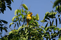 Scarlet Minivet - female, Cat Tien National Park, Vietnam Male:<br />
https://www.jungledragon.com/image/170641/scarlet_minivet_-_male_cat_tien_national_park_vietnam.html Asia,Cat Tien National Park,Dong Nai,Geotagged,Pericrocotus speciosus,Scarlet Minivet,Spring,Vietnam,Vietnam 2025,Đồng Nai