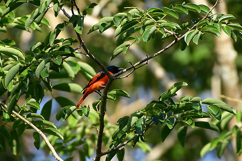 Scarlet Minivet - male, Cat Tien National Park, Vietnam Female:
https://www.jungledragon.com/image/170640/scarlet_minivet_-_female_cat_tien_national_park_vietnam.html Asia,Cat Tien National Park,Dong Nai,Geotagged,Pericrocotus speciosus,Scarlet Minivet,Spring,Vietnam,Vietnam 2025,Đồng Nai