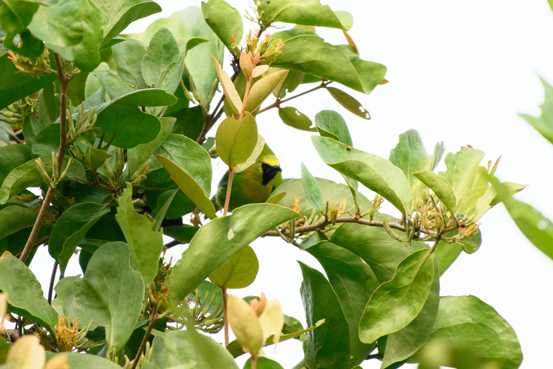 Blue-winged Leafbird, Cat Tien National Park, Vietnam  Asia,Blue-winged leafbird,Cat Tien National Park,Chloropsis cochinchinensis,Dong Nai,Geotagged,Spring,Vietnam,Vietnam 2025,Đồng Nai