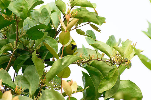 Blue-winged Leafbird, Cat Tien National Park, Vietnam  Asia,Blue-winged leafbird,Cat Tien National Park,Chloropsis cochinchinensis,Dong Nai,Geotagged,Spring,Vietnam,Vietnam 2025,Đồng Nai