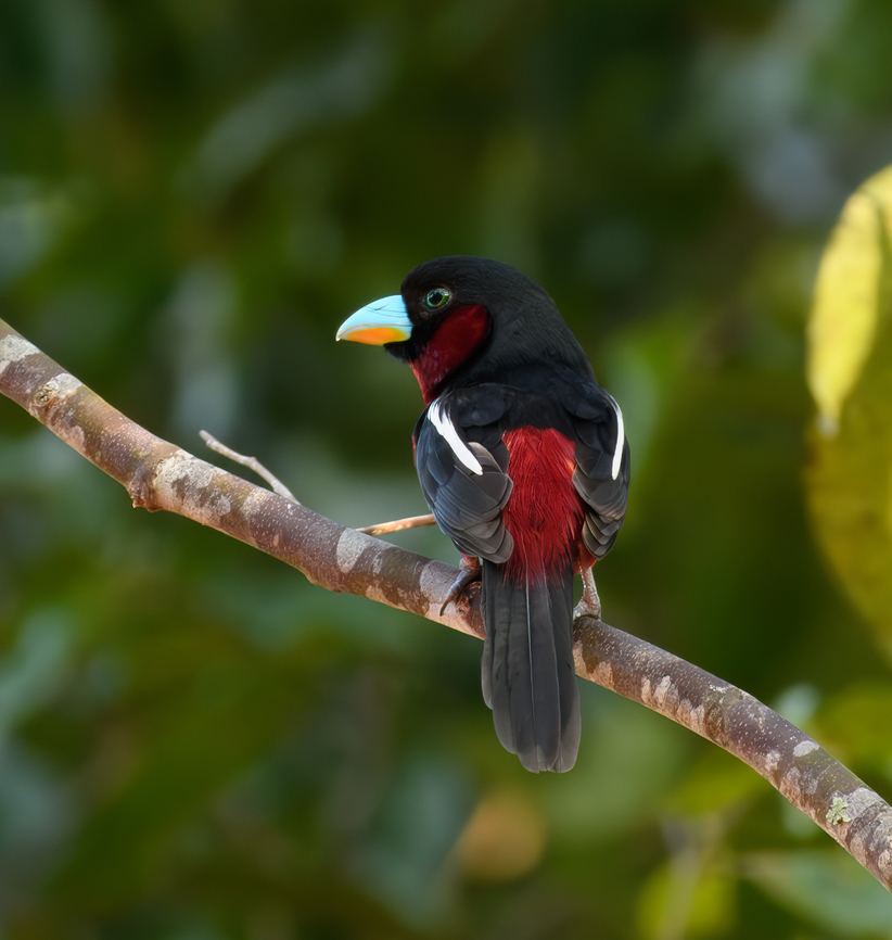 Black-and-red Broadbill, Cat Tien National Park, Vietnam  Asia,Black-and-red broadbill,Cat Tien National Park,Cymbirhynchus macrorhynchos,Dong Nai,Geotagged,Spring,Vietnam,Vietnam 2025,Đồng Nai