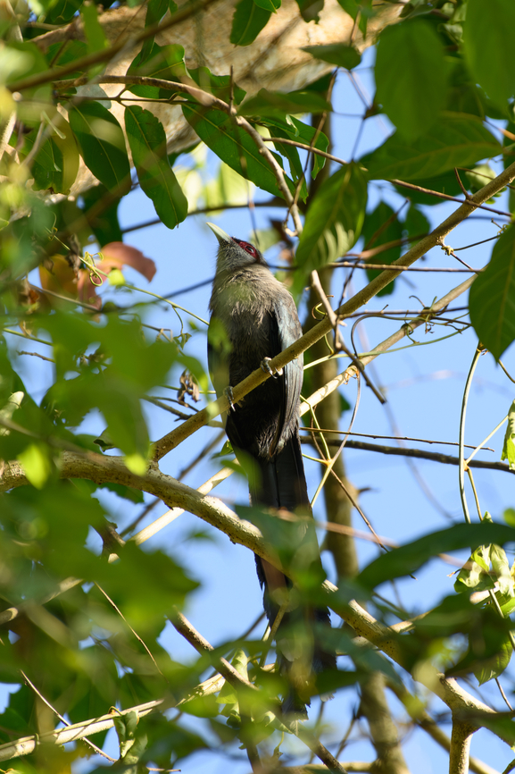 Green-billed Malkoha, Cat Tien National Park, Vietnam  Asia,Cat Tien National Park,Dong Nai,Geotagged,Green-billed Malkoha,Phaenicophaeus tristis,Spring,Vietnam,Vietnam 2025,Đồng Nai