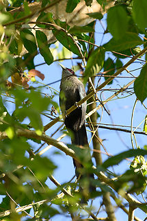 Green-billed Malkoha, Cat Tien National Park, Vietnam  Asia,Cat Tien National Park,Dong Nai,Geotagged,Green-billed Malkoha,Phaenicophaeus tristis,Spring,Vietnam,Vietnam 2025,Đồng Nai