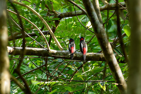Black-and-red Broadbill, Cat Tien National Park, Vietnam  Asia,Black-and-red Broadbill,Cat Tien National Park,Cymbirhynchus macrorhynchos,Dong Nai,Geotagged,Spring,Vietnam,Vietnam 2025,Đồng Nai