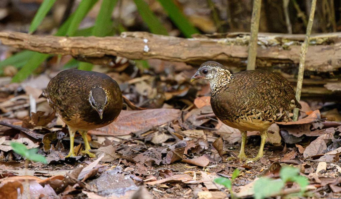 Scaly-breasted Partridge - couple, Cat Tien National Park, Vietnam <figure class="photo"><a href="https://www.jungledragon.com/image/170727/scaly-breasted_partridge_cat_tien_national_park_vietnam.html" title="Scaly-breasted Partridge, Cat Tien National Park, Vietnam"><img src="https://s3.amazonaws.com/media.jungledragon.com/images/2/170727_thumb.jpg?AWSAccessKeyId=05GMT0V3GWVNE7GGM1R2&Expires=1767225610&Signature=6r5vJCMCsXKfMjXQfO8mmv65VTI%3D" width="200" height="134" alt="Scaly-breasted Partridge, Cat Tien National Park, Vietnam https://www.jungledragon.com/image/170726/scaly-breasted_partridge_-_couple_cat_tien_national_park_vietnam.html Asia,Cat Tien National Park,Dong Nai,Geotagged,Green-legged partridge,Spring,Tropicoperdix chloropus,Vietnam,Vietnam 2025,Đồng Nai" /></a></figure> Asia,Cat Tien National Park,Dong Nai,Geotagged,Scaly-breasted Partridge,Spring,Tropicoperdix chloropus,Vietnam,Vietnam 2025,Đồng Nai