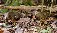 Scaly-breasted Partridge - couple, Cat Tien National Park, Vietnam https://www.jungledragon.com/image/170727/scaly-breasted_partridge_cat_tien_national_park_vietnam.html Asia,Cat Tien National Park,Dong Nai,Geotagged,Scaly-breasted Partridge,Spring,Tropicoperdix chloropus,Vietnam,Vietnam 2025,Đồng Nai