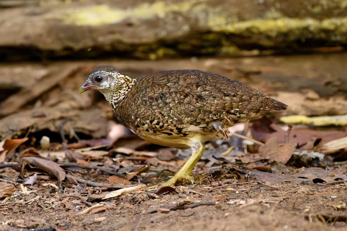 Scaly-breasted Partridge, Cat Tien National Park, Vietnam <figure class="photo"><a href="https://www.jungledragon.com/image/170726/scaly-breasted_partridge_-_couple_cat_tien_national_park_vietnam.html" title="Scaly-breasted Partridge - couple, Cat Tien National Park, Vietnam"><img src="https://s3.amazonaws.com/media.jungledragon.com/images/2/170726_thumb.jpg?AWSAccessKeyId=05GMT0V3GWVNE7GGM1R2&Expires=1767225610&Signature=9%2FOTeNzVtP%2Bpa3PcBTmBH1w9Jco%3D" width="200" height="118" alt="Scaly-breasted Partridge - couple, Cat Tien National Park, Vietnam https://www.jungledragon.com/image/170727/scaly-breasted_partridge_cat_tien_national_park_vietnam.html Asia,Cat Tien National Park,Dong Nai,Geotagged,Scaly-breasted Partridge,Spring,Tropicoperdix chloropus,Vietnam,Vietnam 2025,Đồng Nai" /></a></figure> Asia,Cat Tien National Park,Dong Nai,Geotagged,Green-legged partridge,Spring,Tropicoperdix chloropus,Vietnam,Vietnam 2025,Đồng Nai