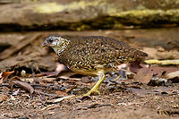 Scaly-breasted Partridge, Cat Tien National Park, Vietnam https://www.jungledragon.com/image/170726/scaly-breasted_partridge_-_couple_cat_tien_national_park_vietnam.html Asia,Cat Tien National Park,Dong Nai,Geotagged,Green-legged partridge,Spring,Tropicoperdix chloropus,Vietnam,Vietnam 2025,Đồng Nai