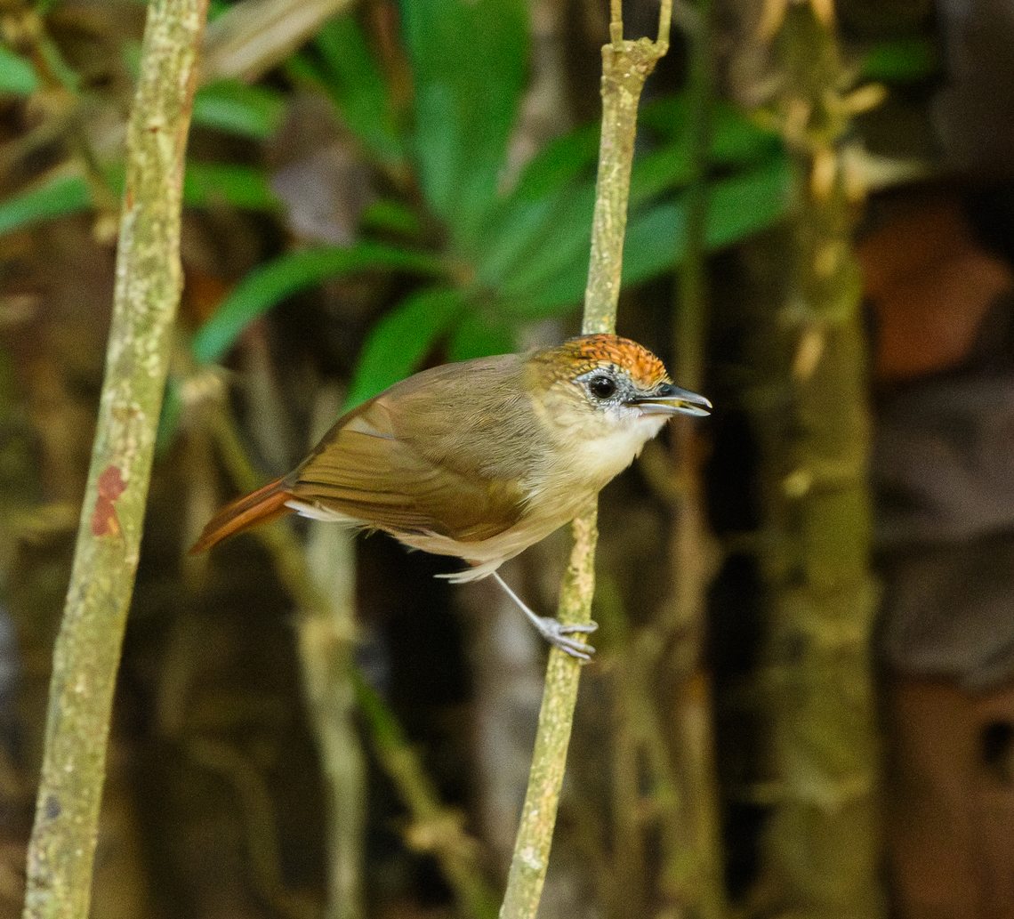 Scaly-crowned Babbler, Cat Tien National Park, Vietnam  Asia,Cat Tien National Park,Dong Nai,Geotagged,Malacopteron cinereum,Spring,Vietnam,Vietnam 2025,scaly-crowned babbler,Đồng Nai